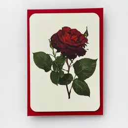 Red Rose Greeting Card